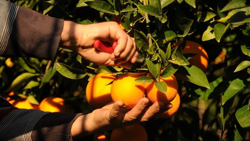 Yenişehir Belediyesi tarımsal danışmanlık hizmeti verecek