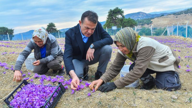 Dünyanın en pahalı baharatı Mersin Yenişehir’de yetiştiriliyor