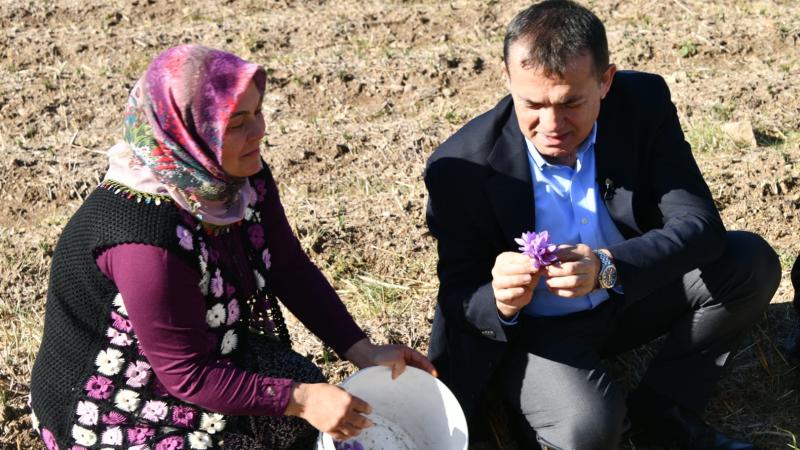 Yenişehir’de safran üretimi üçüncü yılında