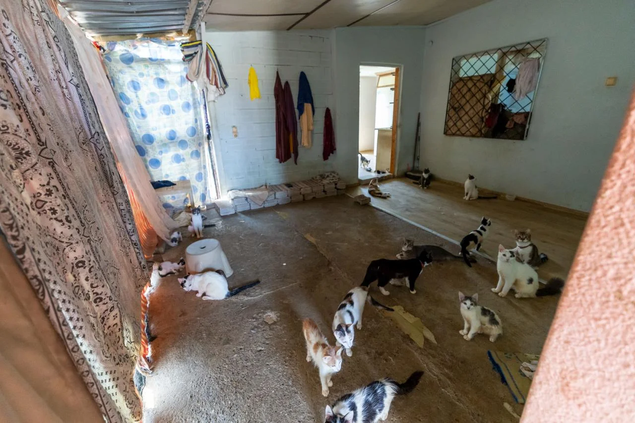 ‘Çöp Ev’ beklerken ‘Kedi Evi’ çıktı
