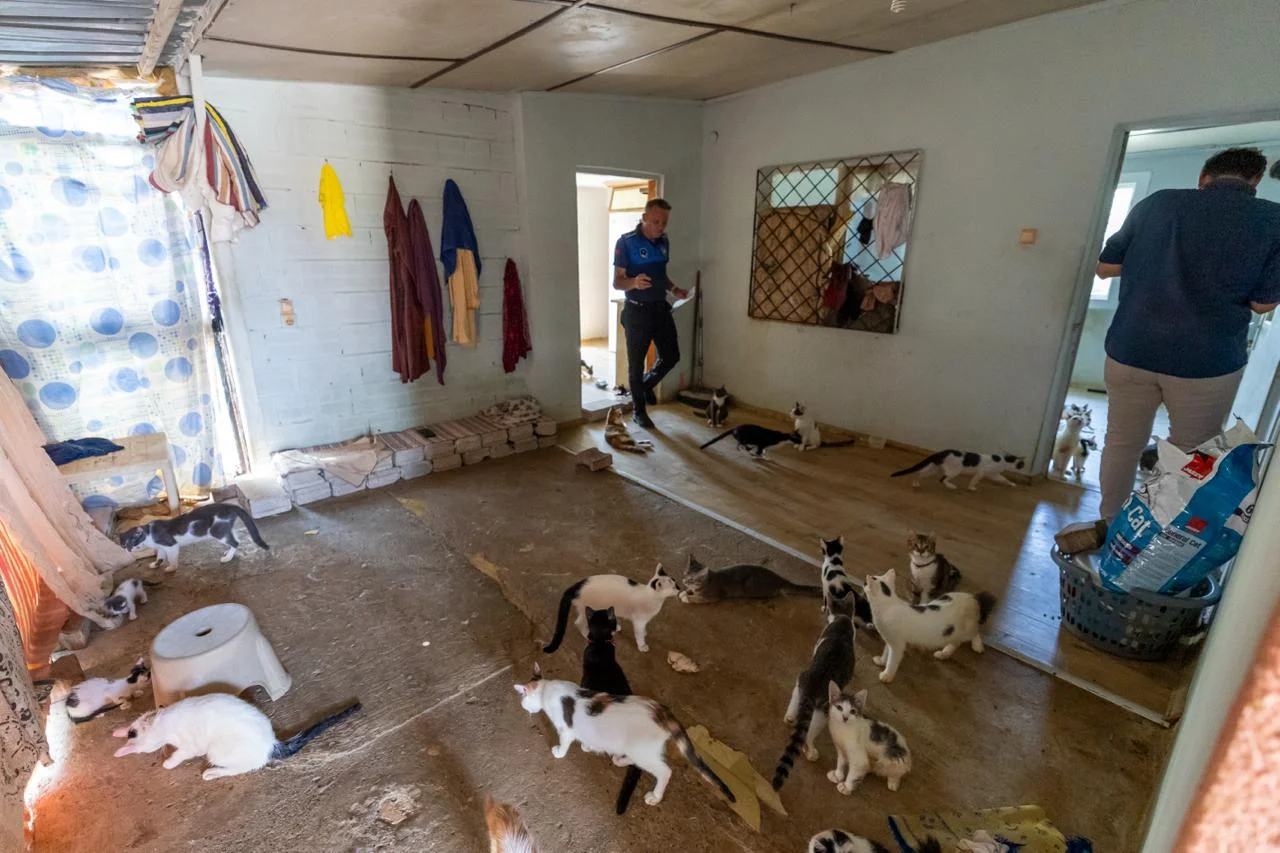 ‘Çöp Ev’ beklerken ‘Kedi Evi’ çıktı
