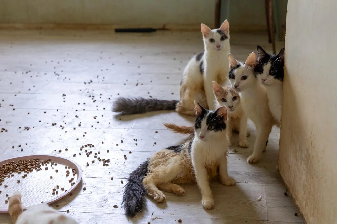 ‘Çöp Ev’ beklerken ‘Kedi Evi’ çıktı