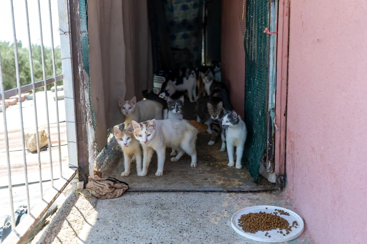 ‘Çöp Ev’ beklerken ‘Kedi Evi’ çıktı