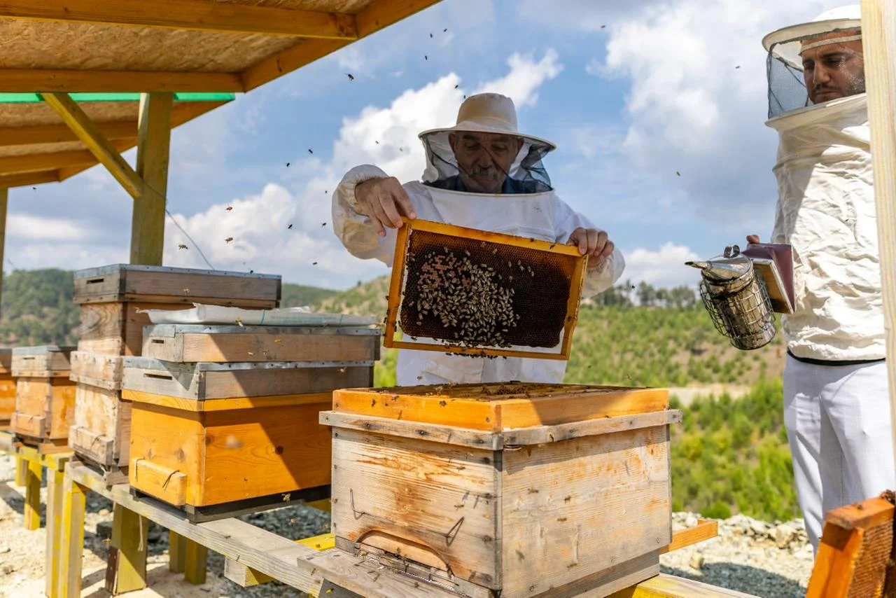 Manavşa Arı Merası ilk balını verdi